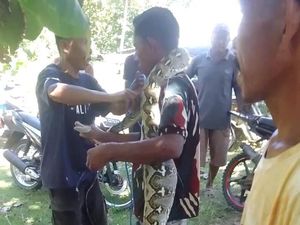 2 Kemunculan Ular Piton di Gorontalo yang Berakhir di Tangan Orang Minahasa 2 Kemunculan Ular Piton di Gorontalo yang Berakhir di Tangan Orang Minahasa