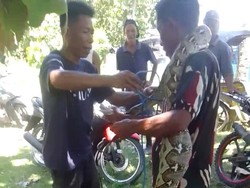 Ular Piton 4 Meter Mangsa Ternak Warga di Bone Bolango Ditangkap