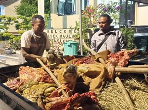 Geger Sapi Dicuri-Dimutilasi, Warga Kupang Bawa Jeroan ke Polisi Geger Sapi Dicuri-Dimutilasi, Warga Kupang Bawa Jeroan ke Polisi