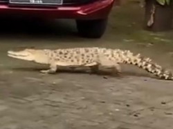 Saat Para Siswa SMP Maros Santuy Lihat Buaya Nyelonong Masuk Sekolah