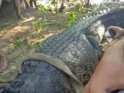 BKSDA Buru 4 Kawanan Buaya di Muara Pantai Awang, Jangan Dibunuh!