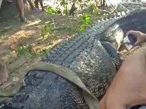 BKSDA Buru 4 Kawanan Buaya di Muara Pantai Awang, Jangan Dibunuh! BKSDA Buru 4 Kawanan Buaya di Muara Pantai Awang, Jangan Dibunuh!