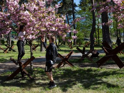 Bunga Sakura Bermekaran di Tengah Gempuran Perang Ukraina