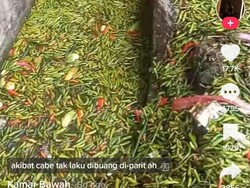 Viral Video Ratusan Cabai Berserakan di Selokan, Diduga Dibuang karena Tak Laku