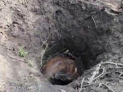 Dramatisnya Evakuasi Sapi Hamil yang Terperosok Sumur Tua di Mojokerto