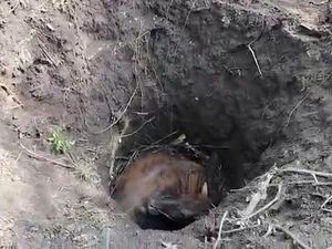 Dramatisnya Evakuasi Sapi Hamil yang Terperosok Sumur Tua di Mojokerto Dramatisnya Evakuasi Sapi Hamil yang Terperosok Sumur Tua di Mojokerto
