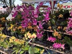 Cantiknya Ratusan Jenis Anggrek Berbagai Negara di Lapangan Renon