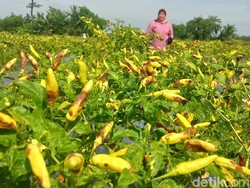 Harga Cabai di Klaten Anjlok Jadi Rp 15.000/Kg, Begini Curhatan Petani