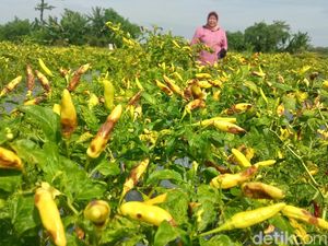 Harga Cabai di Klaten Anjlok Jadi Rp 15.000/Kg, Begini Curhatan Petani Harga Cabai di Klaten Anjlok Jadi Rp 15.000/Kg, Begini Curhatan Petani