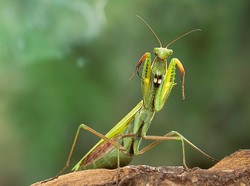 Brutal! 10 Hewan Kanibal yang Makan Spesiesnya Sendiri