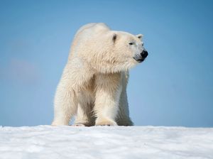 10 Hewan yang Melakukan Kanibalisme, Buaya hingga Beruang Kutub