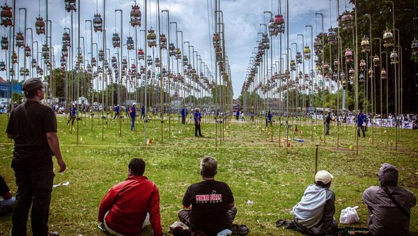 Ceriwis Lomba Kicau Burung di Yogyakarta
