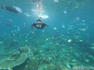 Selamat Datang di Indahnya Dunia Bawah Laut Karimunjawa Selamat Datang di Indahnya Dunia Bawah Laut Karimunjawa