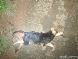 Ini Wujud Hewan Pemangsa Puluhan Domba Warga Ciamis