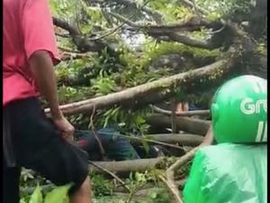 Pengemudi Ojol di Padang Tewas Tertimpa Pohon Tumbang