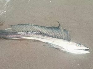 Ikan Kanibal Langka Bertaring Belati Tiba-tiba Muncul