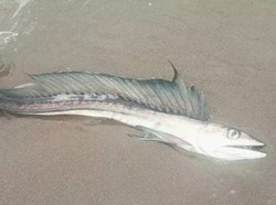 Ikan Kanibal Langka Bertaring Belati Tiba-tiba Muncul