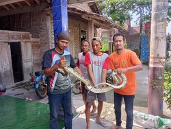 Ular Piton di Samping Rumah Bikin Histeris Emak-emak Karangdowo Klaten