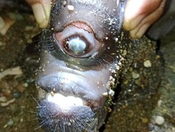 Lahir Anak Kambing Bermata Satu Hebohkan Warga di Lombok Tengah