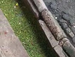 Pedagang di Medan Buang Cabai Rawit Setengah Ton ke Parit gegara Harga Murah