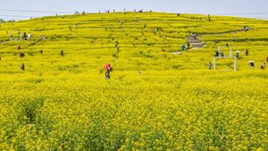 Cerahnya Taman di China Saat Bunga Rapeseed Bermekaran