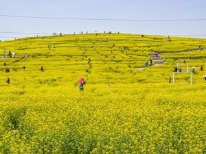 Cerahnya Taman di China Saat Bunga Rapeseed Bermekaran