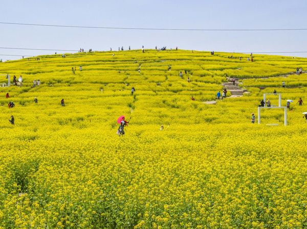 Cerahnya Taman di China Saat Bunga Rapeseed Bermekaran