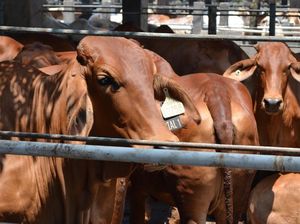 Bolehkah Patungan Kurban Sapi? Ini Penjelasannya Sesuai Hadits Bolehkah Patungan Kurban Sapi? Ini Penjelasannya Sesuai Hadits