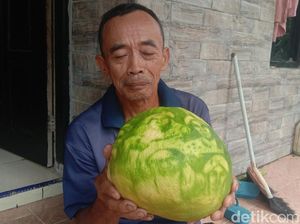 Begini Kondisi Terkini Jeruk Bergambar Wali Sanga di Jepara Begini Kondisi Terkini Jeruk Bergambar Wali Sanga di Jepara