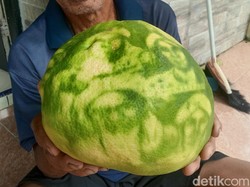 Kabar Terbaru Jeruk Viral Bergambar Wali Songo di Jepara
