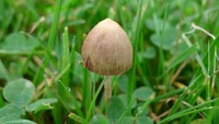 Kerja Magic Mushroom Kacaukan Otak sampai Tiga Minggu