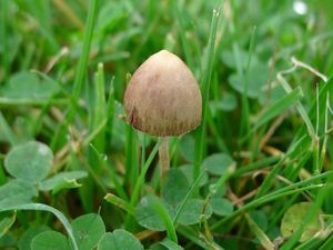 Magic Mushroom Bisa Menyembuhkan Buta Warna? Begini Kata Peneliti Magic Mushroom Bisa Menyembuhkan Buta Warna? Begini Kata Peneliti