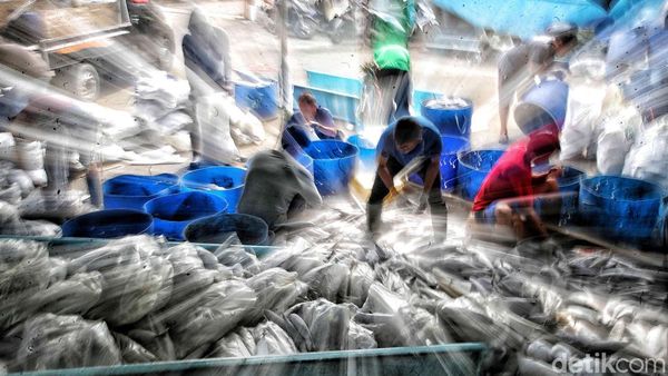 Aktivitas Nelayan Muara Baru di Tengah Polemik Penangkapan Ikan Terukur