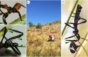 Langka! Serangga di Australia Ini Pakai Getah Rumput untuk Menjerat Mangsa