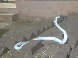 Heboh Kobra Putih Misterius Masuki Rumah Warga