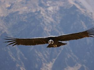 Kelahiran Anak dari Burung Kondor yang Terancam Punah Kelahiran Anak dari Burung Kondor yang Terancam Punah