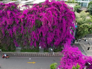 Kenalan dengan 13 Tanaman yang Bisa Bikin Genteng Jadi Adem di Musim Panas