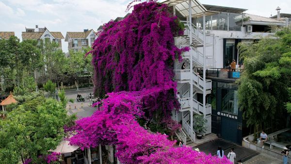 Apartemen di China Ini Ditempeli Bugenvil Ungu, Indah Banget