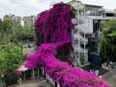 Apartemen di China Ini Ditempeli Bugenvil Ungu, Indah Banget