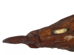 Hiu Setan Bermata Putih Ditemukan di Australia