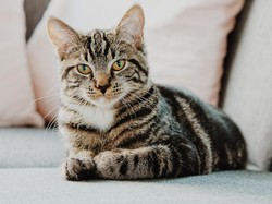 Rahasia Merawat Bulu Kucing Supaya Tetap Sehat dan Memikat