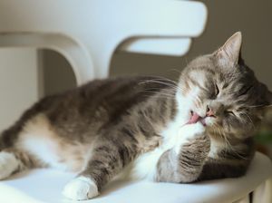 6 Alasan Kucing Suka Menjilati Manusia, Salah Satunya Mencari Perhatian