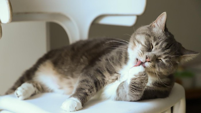 ilustrasi kucing ilustrasi kucing