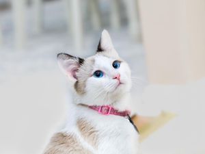 Benarkah Nabi Muhammad SAW Memelihara Kucing? Benarkah Nabi Muhammad SAW Memelihara Kucing?