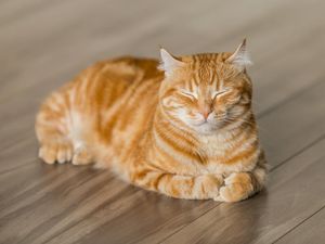 Ilmuwan Bongkar Asal Usul Warna Kucing Oyen, Ternyata karena Gangguan Genetik! Ilmuwan Bongkar Asal Usul Warna Kucing Oyen, Ternyata karena Gangguan Genetik!