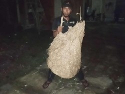 Raksasa! Sarang Tawon Vespa di Ponpes Delanggu Klaten Bikin Ngeri