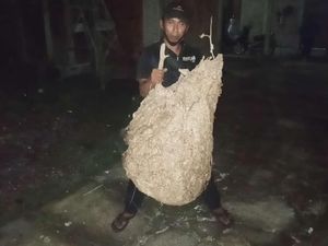 Raksasa! Sarang Tawon Vespa di Ponpes Delanggu Klaten Bikin Ngeri Raksasa! Sarang Tawon Vespa di Ponpes Delanggu Klaten Bikin Ngeri