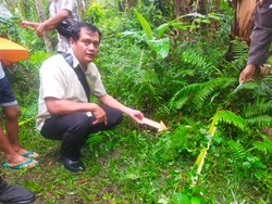 Cucu Temukan Kakek Tewas di Kebun, Jasad Dikerubuti Lalat