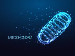 Fungsi Mitokondria dan Strukturnya