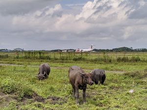 Resahnya Pengelola Bandara Lombok dengan Ratusan Kerbau Warga 3 Desa Resahnya Pengelola Bandara Lombok dengan Ratusan Kerbau Warga 3 Desa